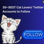 best cat lovers' twitter accounts